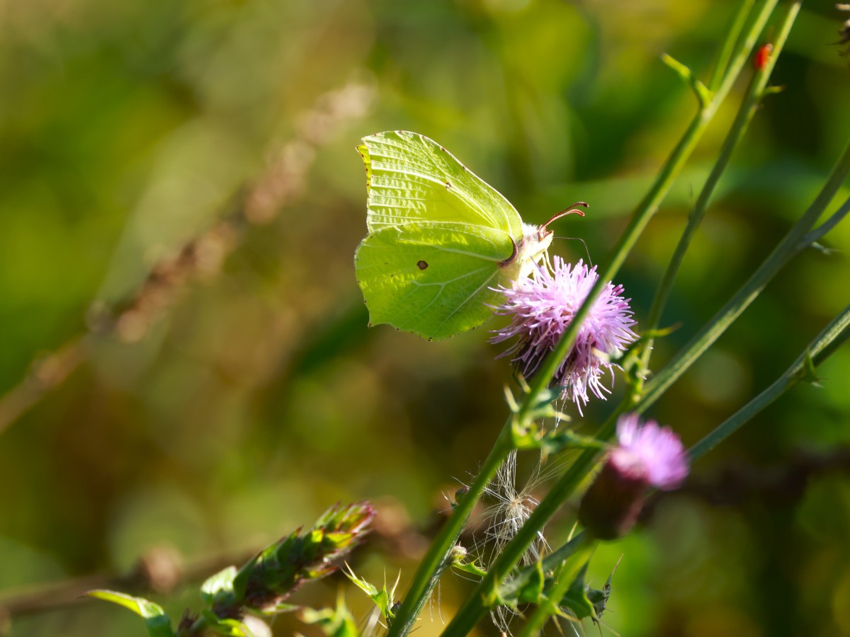 2024 Butterfly Count