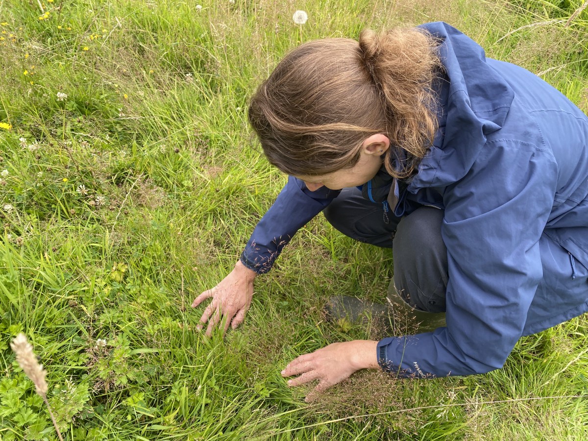Wildlife surveying training&nbsp;opportunity!