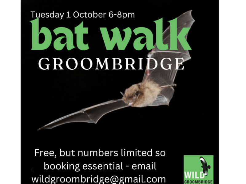 Bat Walk – book&nbsp;now!