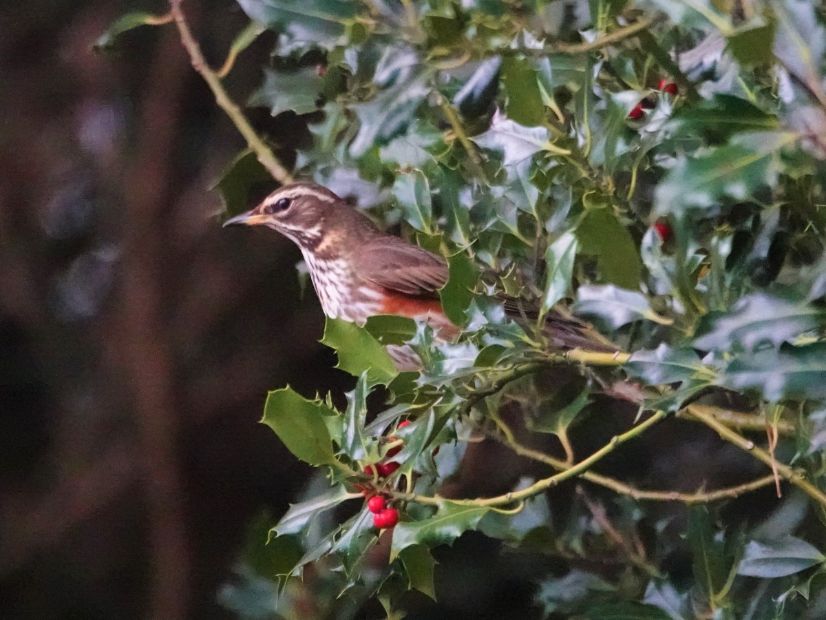 Big Garden Birdwatch&nbsp;2025