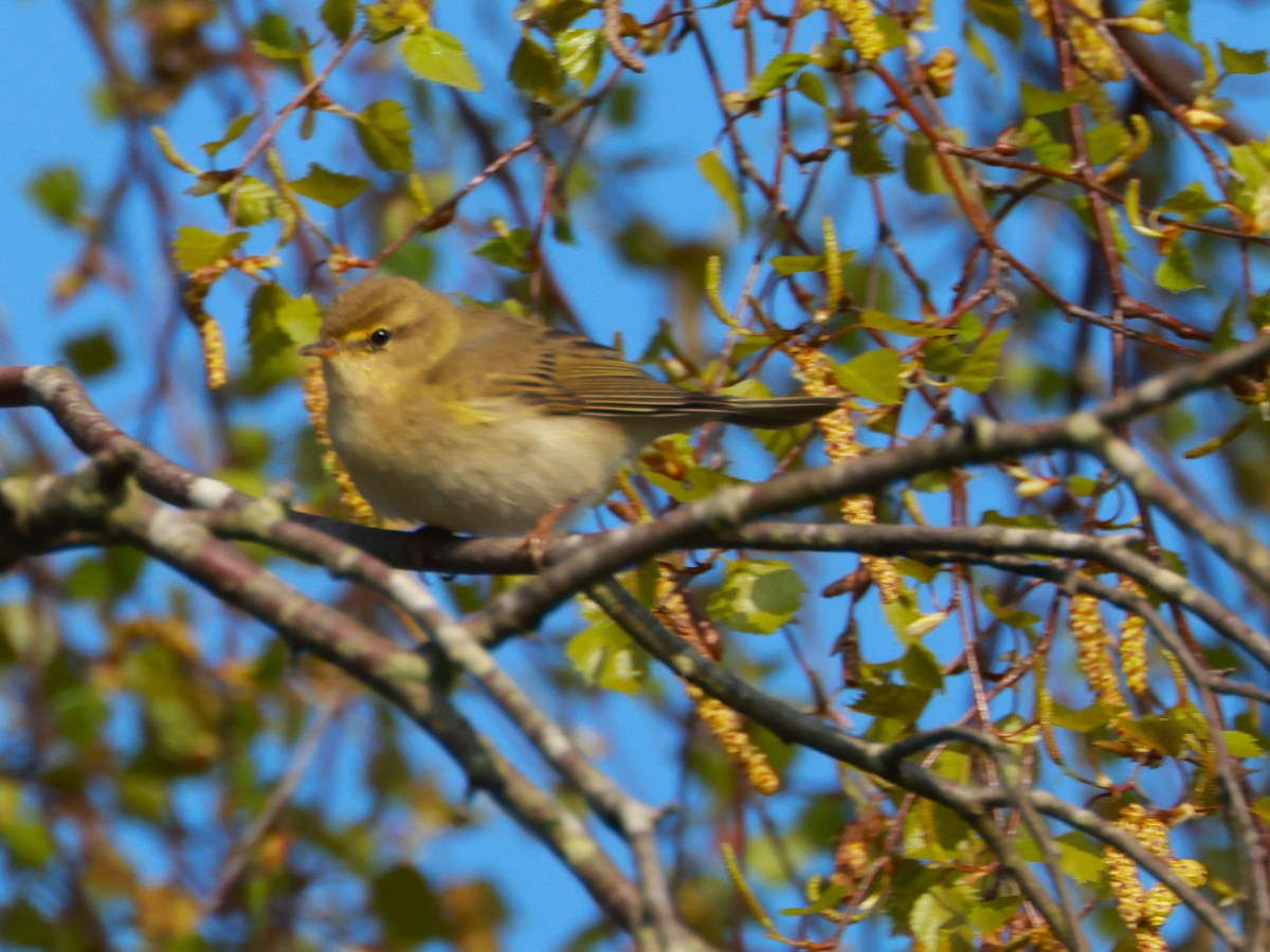 2025 Spring surveys.  Why do we monitor&nbsp;birdlife?