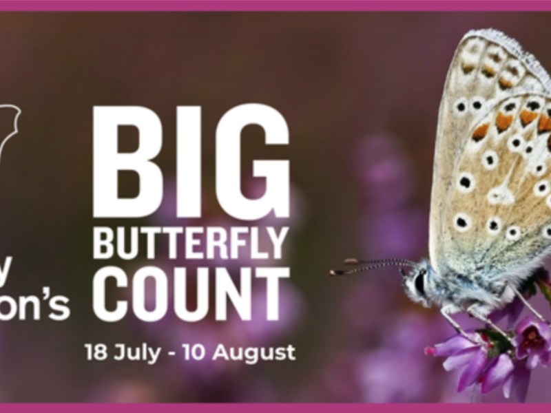 BIG BUTTERFLY COUNT
