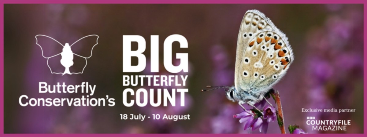 BIG BUTTERFLY COUNT
