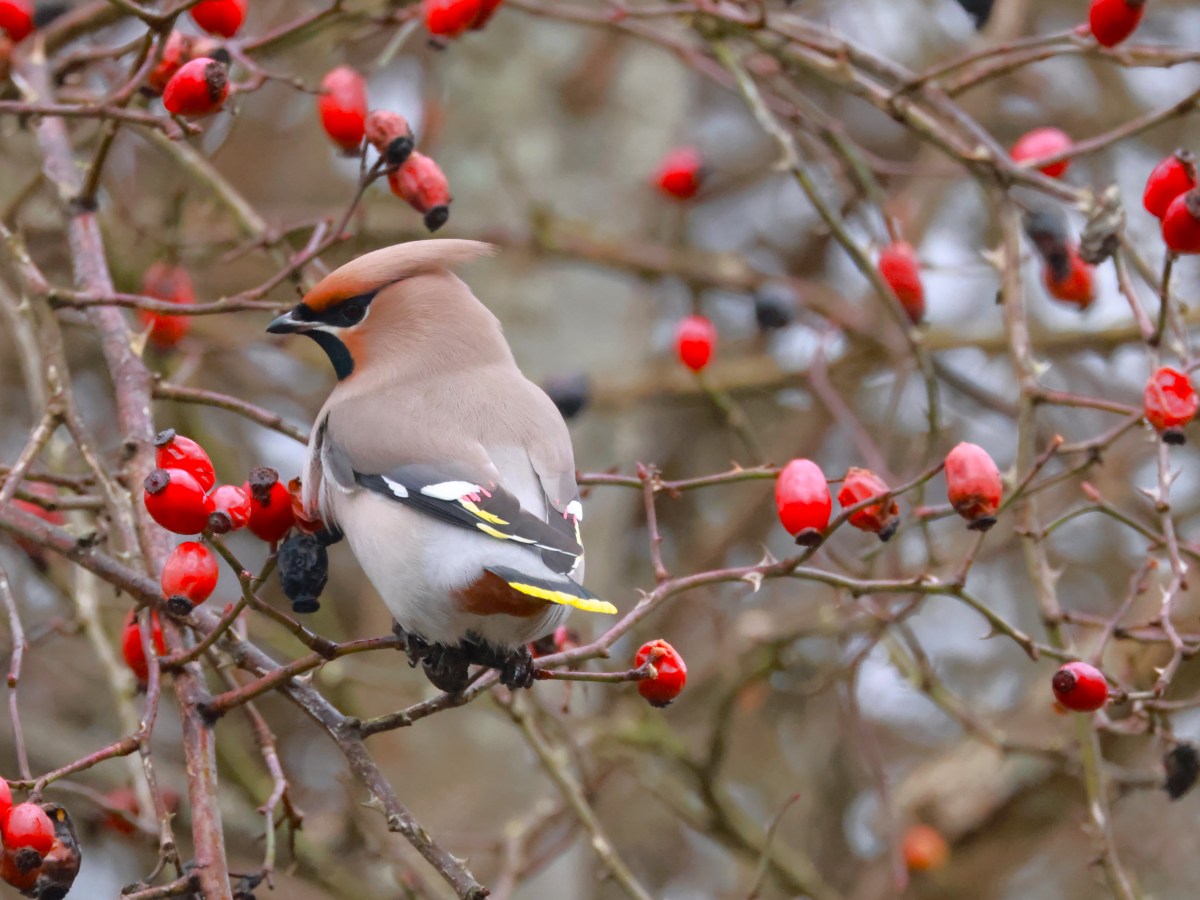 Bohemian Waxwings