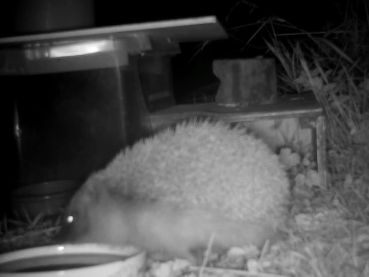 Have you seen a&nbsp;hedgehog?