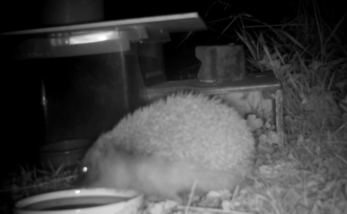 Have you seen a&nbsp;hedgehog?